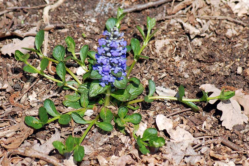 Ajuga reptans / Erba di S. Lorenzo